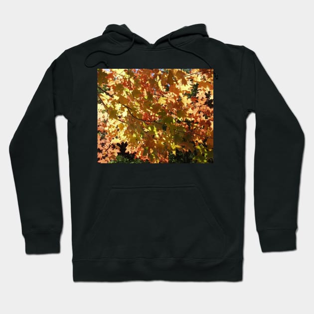 Maple Leaves in the Fall Hoodie by rconyard